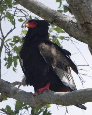 Kuglarz - Terathopius ecaudatus - Bateleur