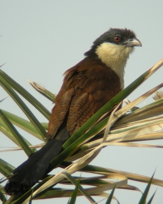 Kukal senegalski - Centropus senegalensis - Senegal Coucal