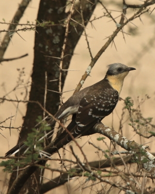Kukułka czubata - Clamator glandarius - Great Spotted Cuckoo