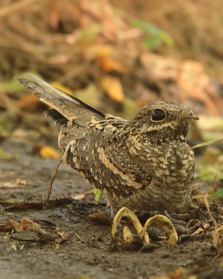Lelek wysmukły - Caprimulgus clarus - Slender-tailed Nightjar