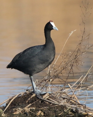 Łyska czubata - Fulica cristata - Red-knobbed Coot