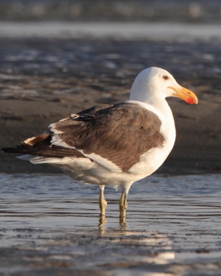 Mewa południowa - Larus dominicanus - Kelp Gull