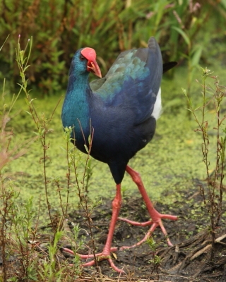 Modrzyk afrykański - Porphyrio p. madagascariensis - African Swamphen