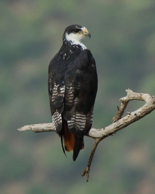 Myszołów białobrzuchy - Buteo augur - Augur Buzzard
