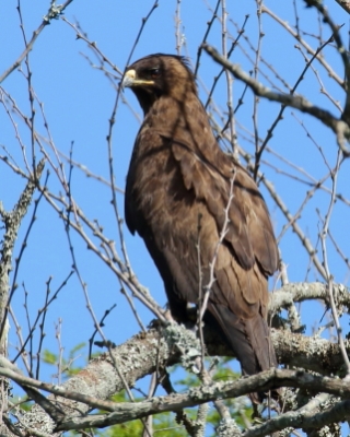Orzełek afrykański - Hieraaetus wahlberg - Wahlberg's Eagle