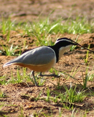 Pijawnik - Pluvianus aegyptius - Egyptian Plover