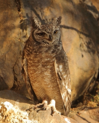 Puchacz plamisty - Bubo africanus - Spotted Eagle Owl