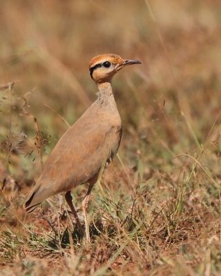 Rączak mały - Cursorius temminckii - Temminck's Courser