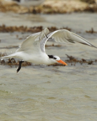 Rybitwa bengalska - Thalasseus bengalensis - Lesser Crested Tern