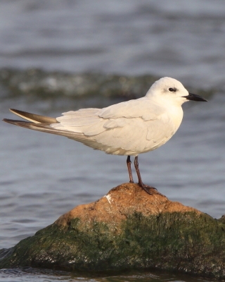 Rybitwa krótkodzioba - Gelochelidon nilotica - Gull-billed Tern