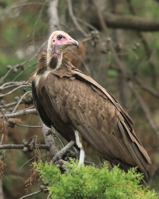 Sęp brunatny - Necrosyrtes monachus - Hooded Vulture
