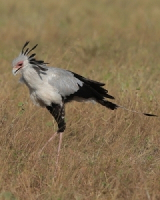 Sekretarze -  Secretary-bird