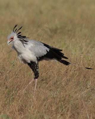Sekretarz - Sagittarius serpentarius - Secretary-bird