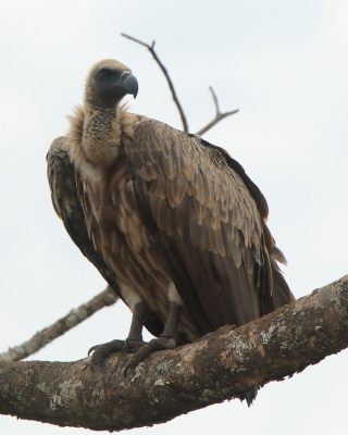 Sęp afrykański - Gyps africanus - White-backed Vulture