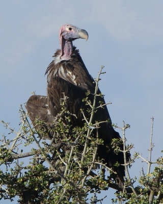 Sęp uszaty - Torgos tracheliotos - Lappet-faced Vulture
