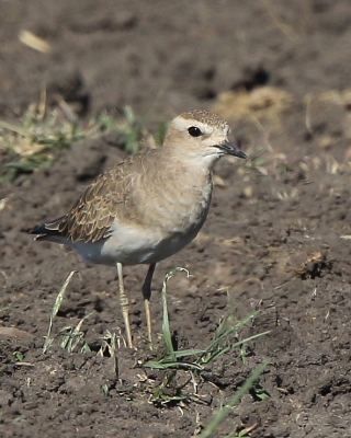 Sieweczka długonoga - Charadrius asiaticus - Caspian plover