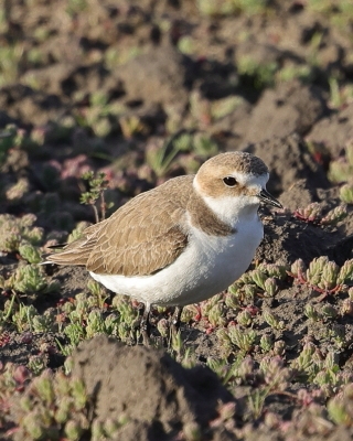 Sieweczka morska - Charadrius alexandrinus - Kentish Plover