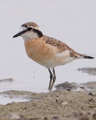Sieweczka piaskowa - Charadrius pecuarius - Kittlitz's Plover