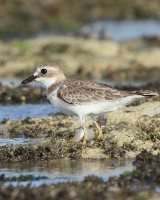 Sieweczka pustynna - Charadrius leschenaultii - Greater Sand Plovers