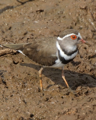 Sieweczka śniada - Charadrius tricollaris - Three-banded Plover