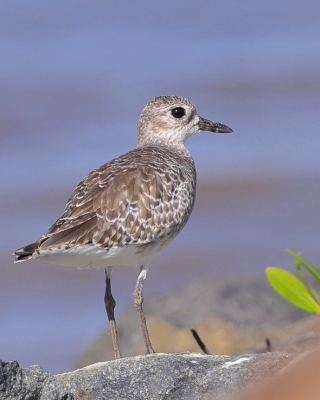 Siewnica - Pluvialis squatarola - Grey Plover