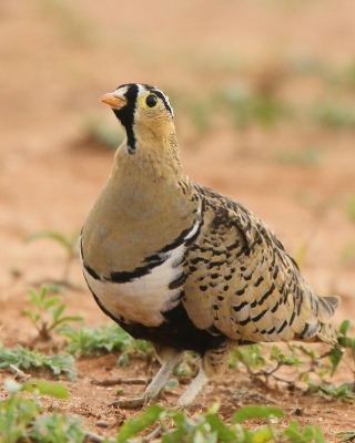 Stepówka czarnolica - Pterocles decoratus  - Black-faced Sandgrouse