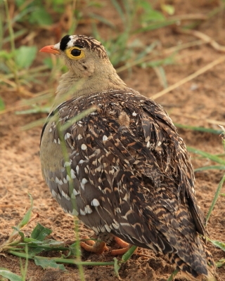 Stepówka dwuwstęgowa - Pterocles bicinctus - Double-banded Sandgrouse