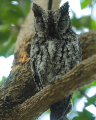 Syczek afrykański - Otus senegalensis - African Scops Owl