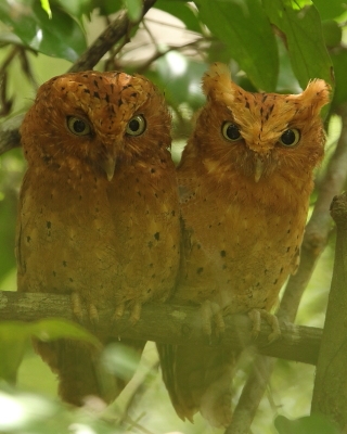 Syczek brunatny - Otus ireneae - Sokoke Scops Owl
