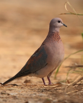 Synogarlica senegalska - Streptopelia senegalensis - Laughing Dove