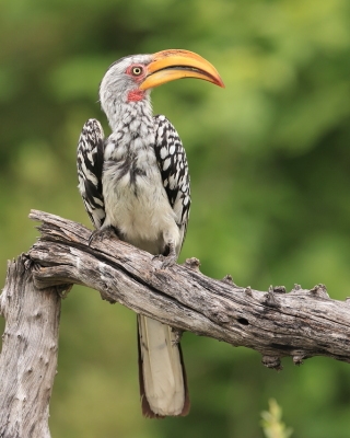 Toko czerwonolicy - Tockus leucomelas - Southern Yellow-billed Hornbill