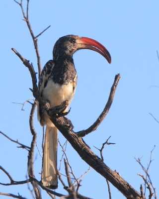 Toko plamoskrzydły - Tockus monteiri - Monteiro's Hornbill