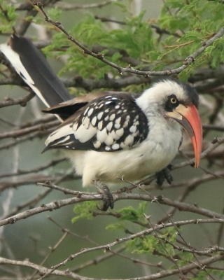Toko tanzański - Tockus erythrorhynchus ruahae - Tanzanian Red-billed Hornbill