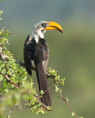 Toko żółtodzioby - Tockus flavirostris - Eastern Yellow-billed Hornbill