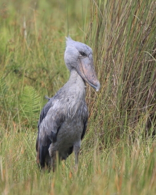 Trzewikodziób - Balaeniceps rex - Shoebill