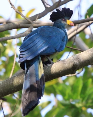 Szyszak - Corythaeola cristata - Great Blue Turaco