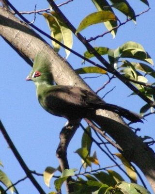 Turak zielonoczuby - Tauraco persa - Green Turaco