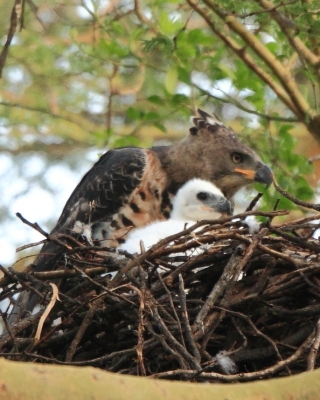 Wojownik wspaniały - Stephanoaetus coronatus - Crowned Eagle