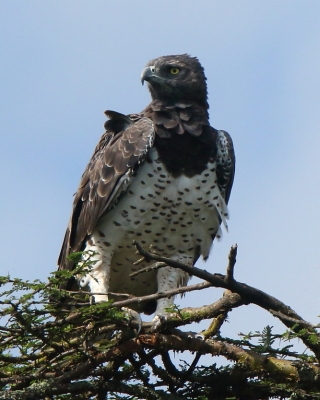 Wojownik zbrojny - Polemaetus bellicosus - Martial Eagle