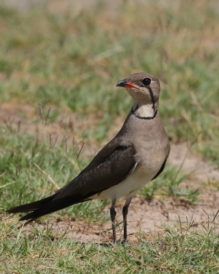 Żwirowiec łąkowy - Glareola pratincola - Collared Pratincole