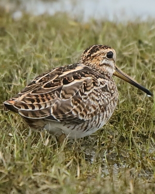 Bekas syberyjski - Gallinago stenura - Pintail Snipe