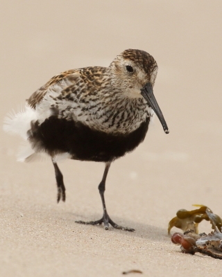 Biegus zmienny - Calidris alpina - Dunlin