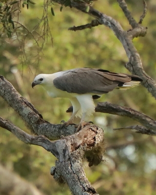 Bielik białobrzuchy - Haliaeetus leucogaster - White-bellied Sea Eagle