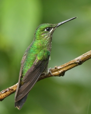 Brylancik niebieskogardły - Heliodoxa jacula - Green-crowned Brilliant
