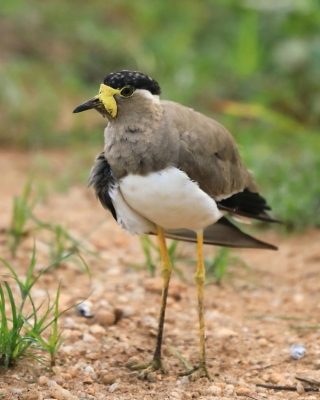 Czajka brunatna - Vanellus malabaricus - Yellow-wattled Lapwing