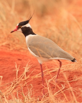 Czajka czarnoczuba - Vanellus tectus - Black-headed Lapwing