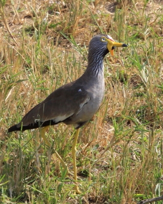 Czajka płowa - Vanellus senegallus - Wattled Lapwing