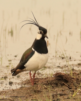 Czajka - Vanellus vanellus - Northern Lapwing