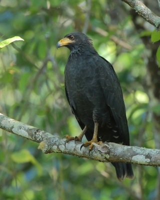 Czarnostrząb leśny - Buteogallus anthracinus - Common Black Hawk