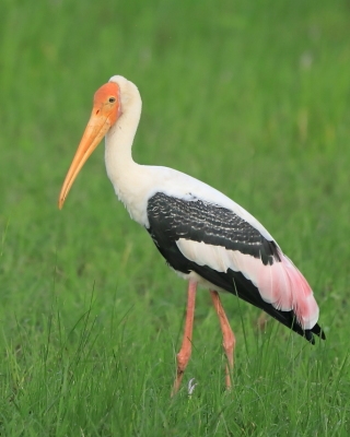 Dławigad indyjski - Mycteria leucocephala - Painted Stork